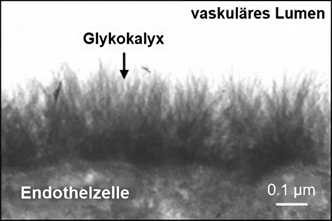 Glykokalyx