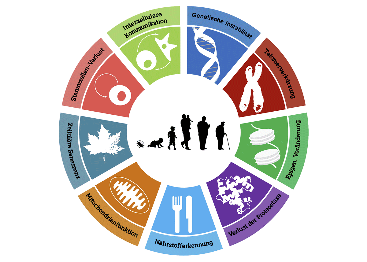 Wie wir das Altern verlangsamen können – „Hallmarks of Aging“