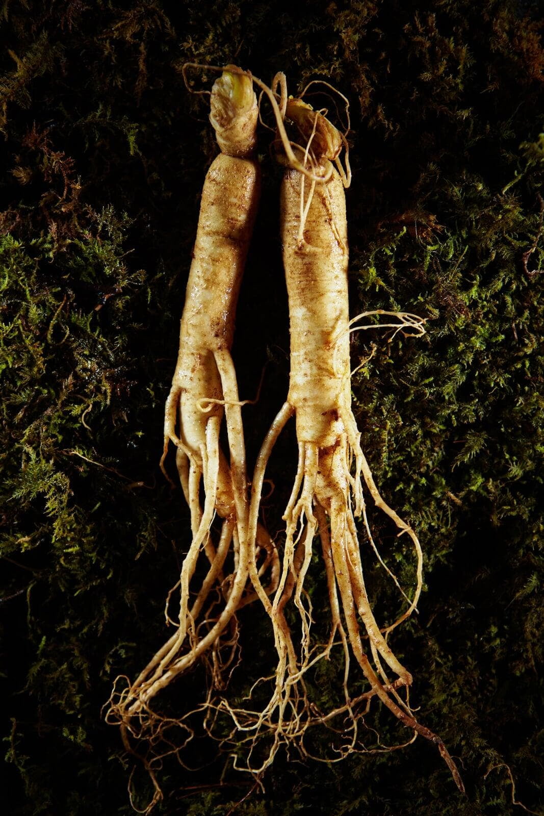 Ginseng - Jungbrunnen aus der Natur