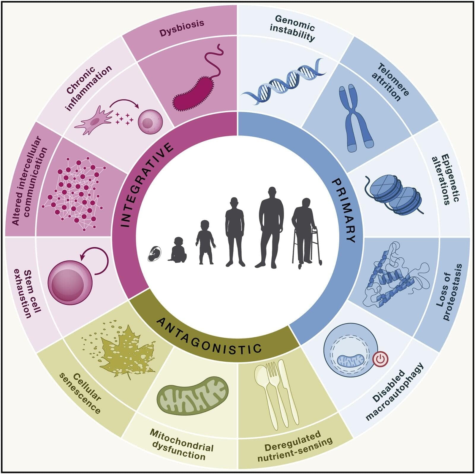 Die Bedeutung der Hallmarks of Aging für unsere tägliche Gesundheit – Teil 2